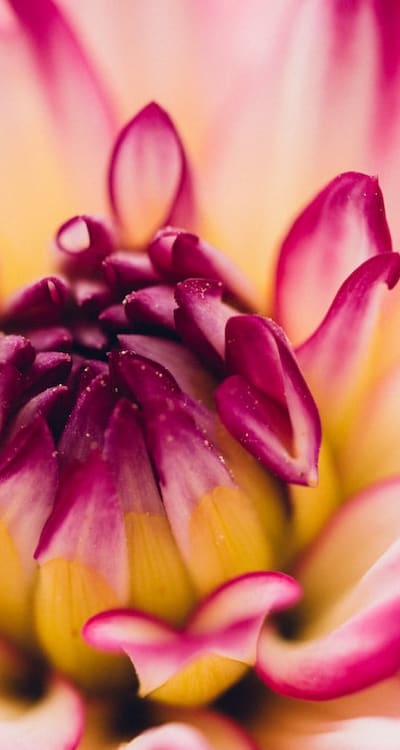 Alt text phrase: Colorful alliums with globe-like flower heads