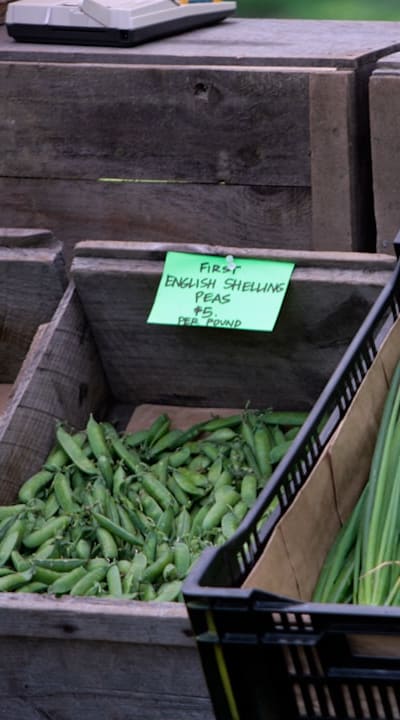 Aphid infestation on Pea plants in garden