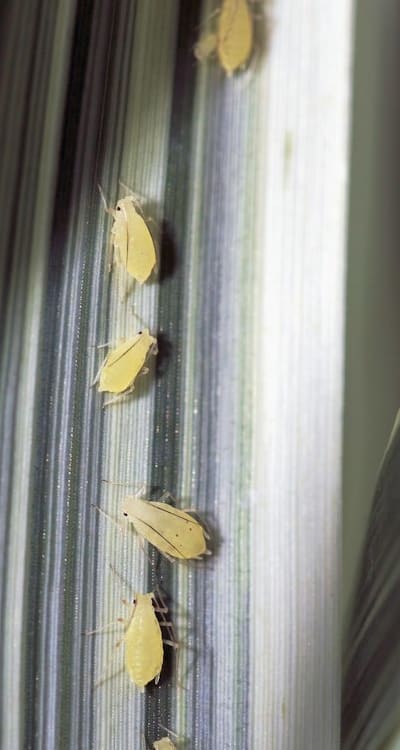 Aphids infesting delicate beet seedlings in garden