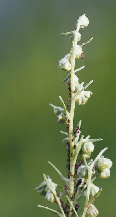 Pest control methods for herb seedlings