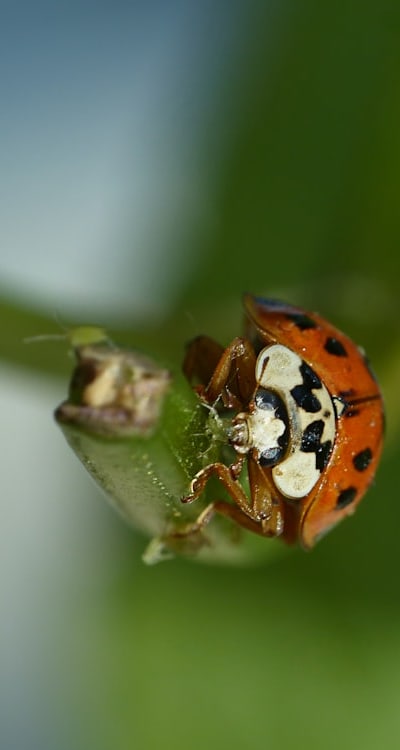 Insecticidal soap or homemade solution can address pests and diseases affecting bulbs.