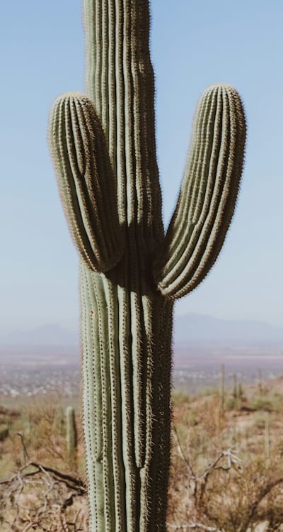 Protecting Bean Plants from Environmental Factors