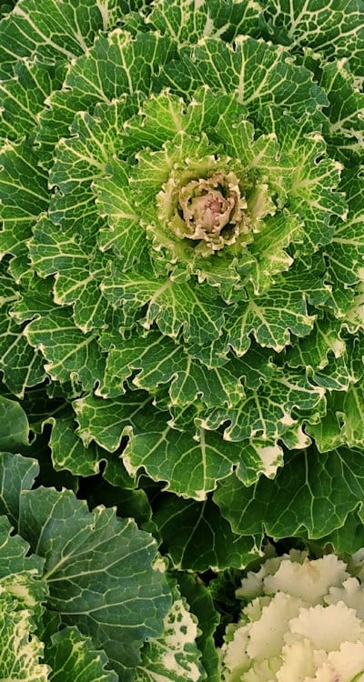 Pruning bean plants improves air circulation for healthier growth.