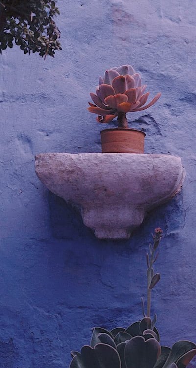 Pruning and Trellising for Healthy Bean Plants in Aquaponics