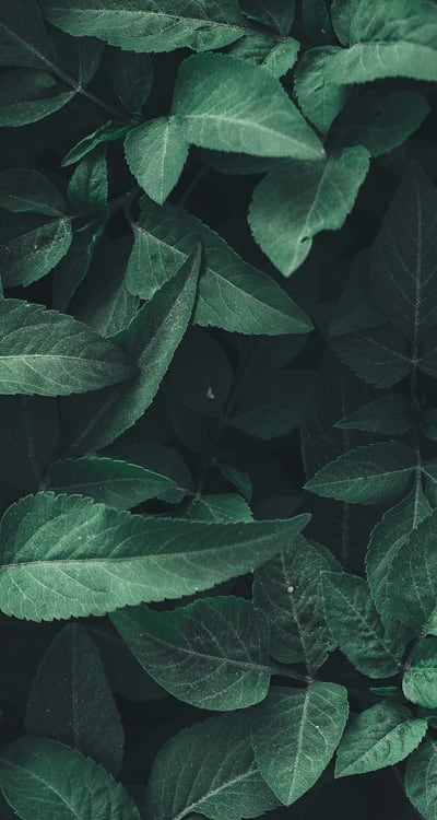 Choosing the right bean seeds for your aquaponics system.