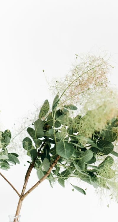 From seed to sprout: The magical transformation of beans