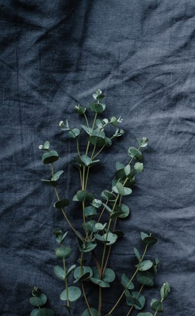 Pruning bean plants improves air circulation and yield.