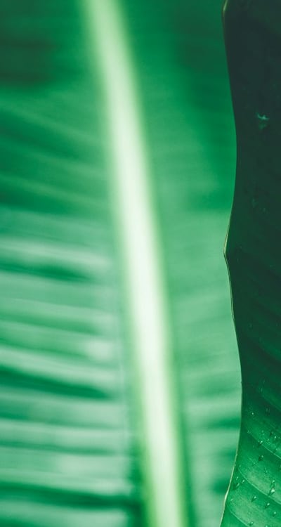 A close-up of curling bean plant leaves