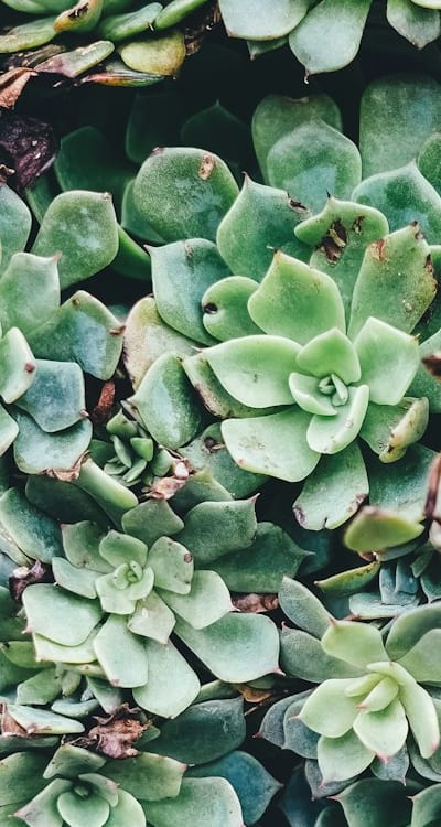 Troubleshooting techniques for bean plants with curling leaves