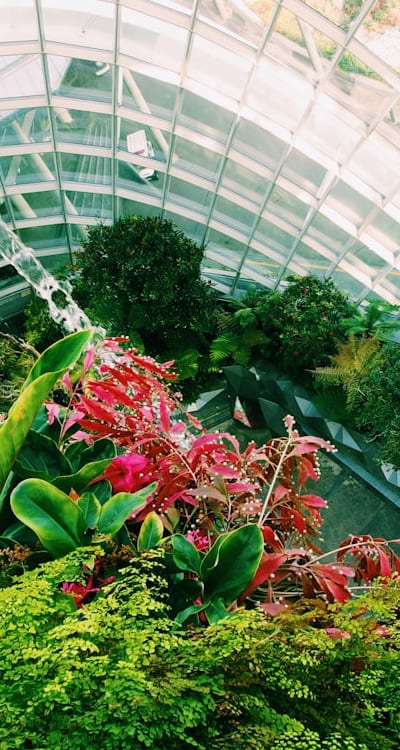 A step-by-step guide to pruning bean plants