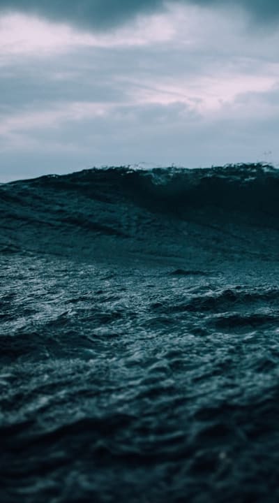 5-10 word phrase for alt text: Brown bean plant leaves due to water issues