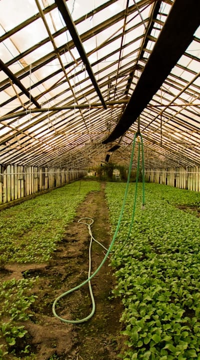 Proper watering for healthy bean plants