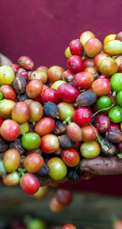 Harvesting and storing bean seeds for future plantings.