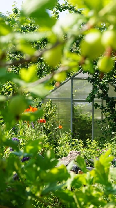 Healthy bean seeds for a flourishing garden.