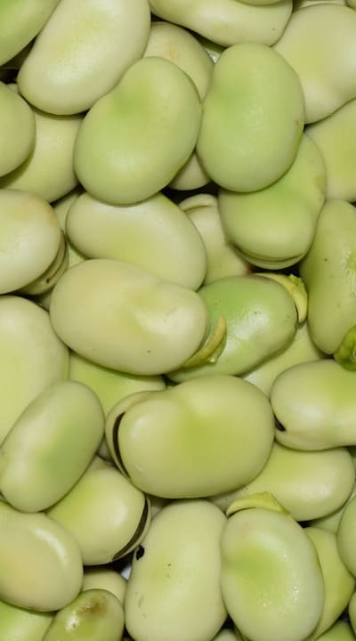 Alt text: Transplanting bean seeds for extended growing season.