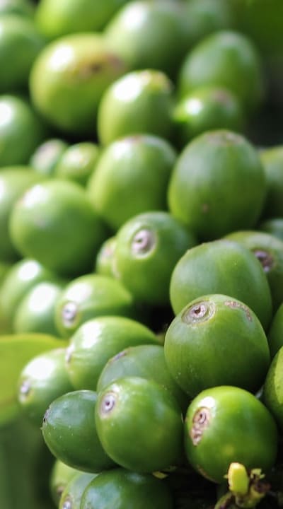 A hand holding a watering can over bean sprouts