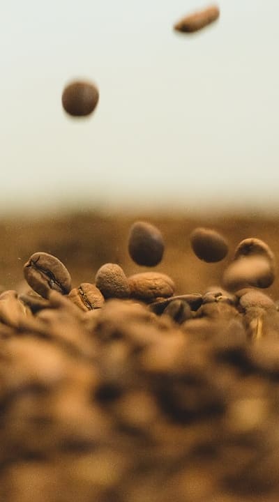 Aquaponics beans: types, conditions, and nutritional value explained.