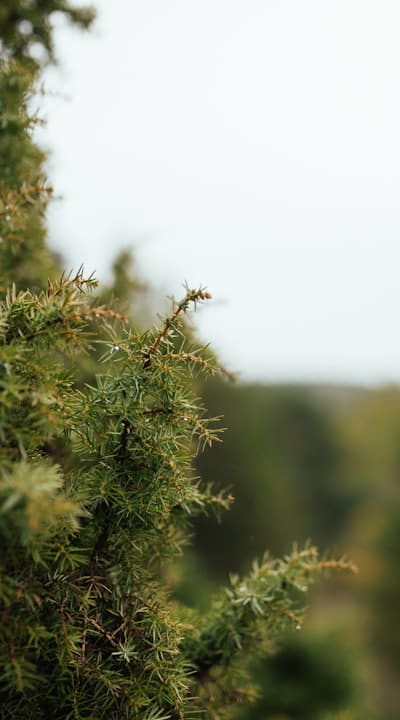 Harvesting Young and Tender Bush Beans