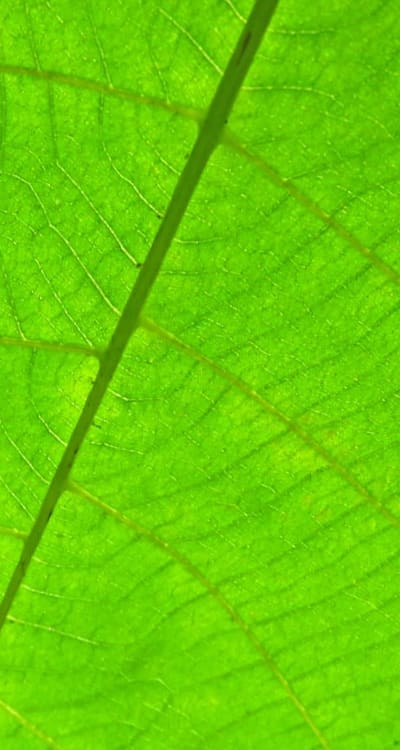 Alt text: Harvested green beans in a wooden bowl.