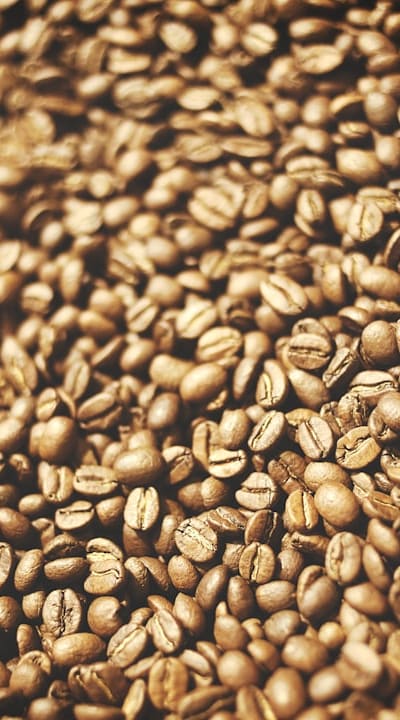 Germinating beans seeds in hydroponics