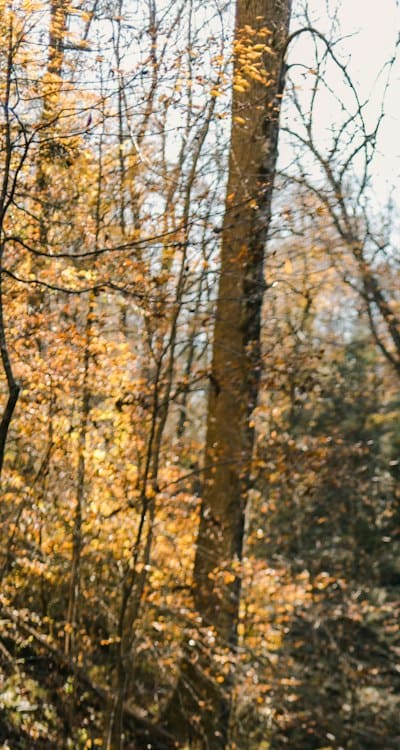 Consider your location and climate when choosing bean varieties.