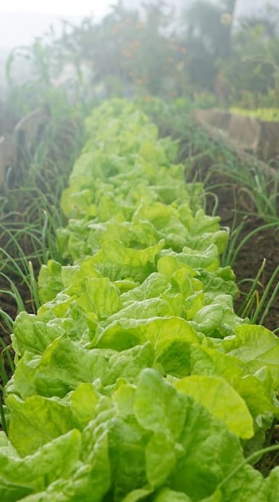 Incompatible companions for beans: onions, garlic, and fennel.