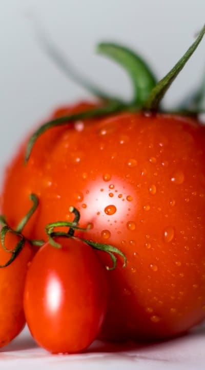 Yellowing leaves on bean plants