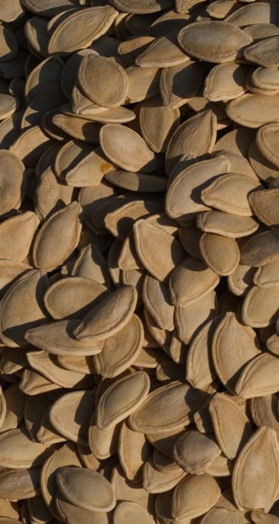 Choosing the right bean variety for a successful harvest.