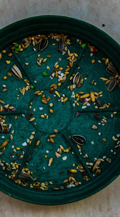 Succession planting of beans for a continuous harvest