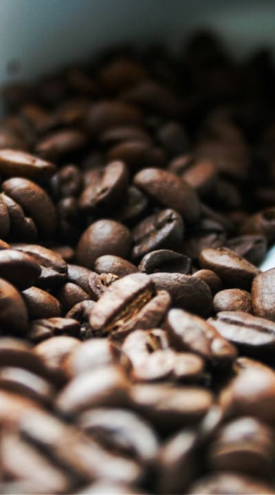 Alt text: Choosing the right beans for hydroponics