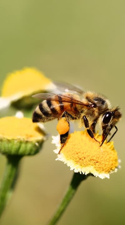 Enhancing pollination with vibrant flowers in your garden.