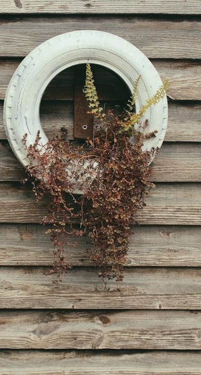 Insects like ladybugs or lacewings can protect beet plants
