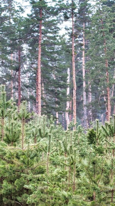 Alt Text: Healthy beet seedlings protected through organic gardening methods