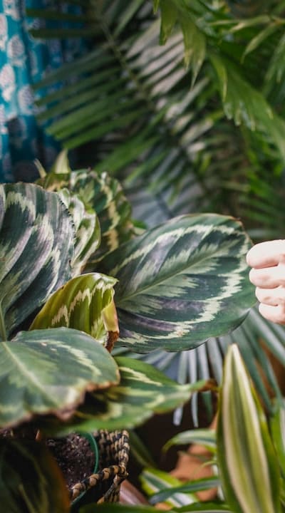 Proper maintenance for healthy beet plants