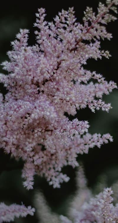 Thinning beet seedlings for optimal growth and development.