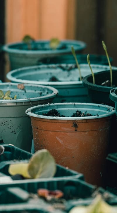 Tend to beet seedling health and growth.