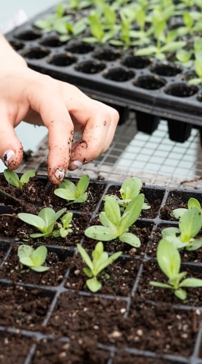 Damping-off, Root rot, Leaf spot on Beet Seedlings