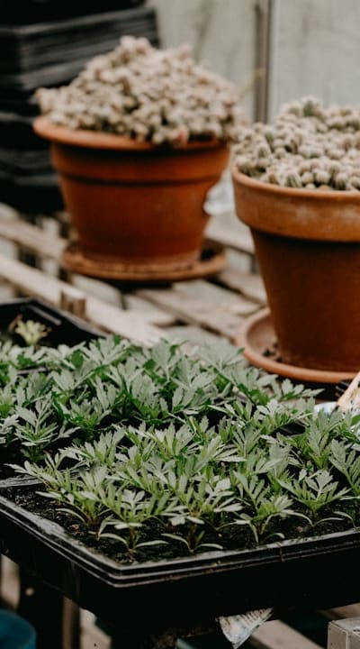 Damping-off, wilting, discoloration, root rot