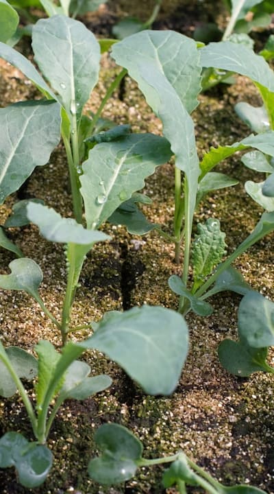 Harden beet seedlings off for outdoor transition.