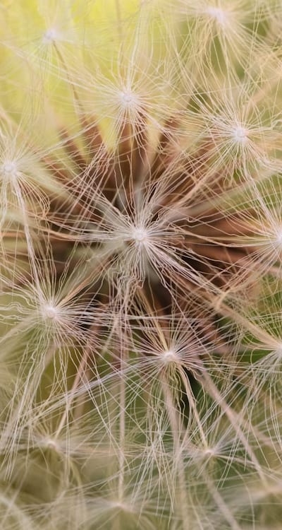 A close up of beet seeds ready for germination