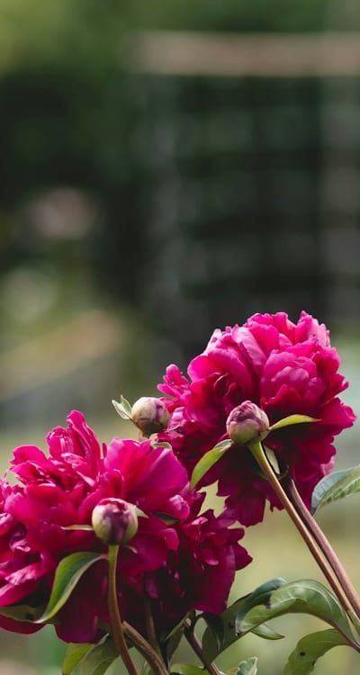 Troubleshooting tips for growing beets from seeds.