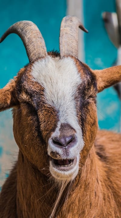 Roasted Beet Salad with Goat Cheese and Walnuts