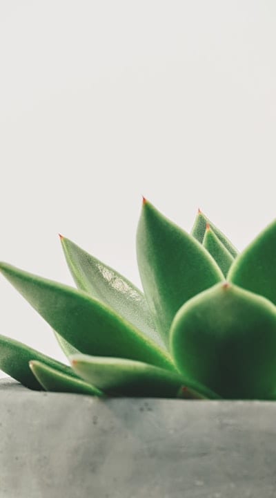 Image: Freshly harvested organic beets from the garden.