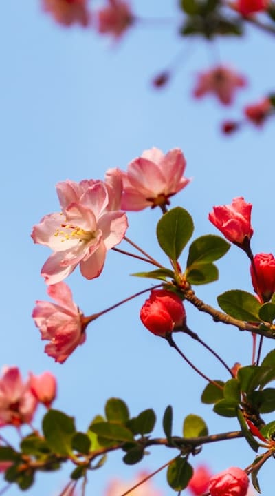 Begonias: Stunning Flowers and Beautiful Foliage