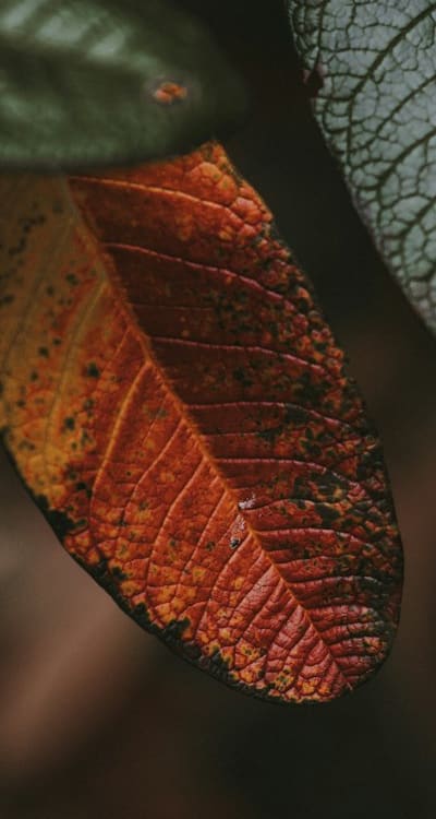 Pruning and deadheading begonias for healthier plants
