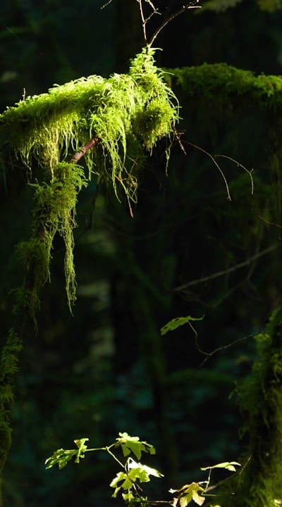 Protecting begonias during winter: Tips for success