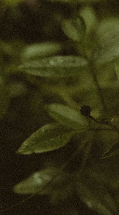 A properly spaced bell pepper plant ensures optimal growth.