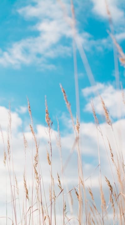 Pruning bell pepper plants for healthier growth