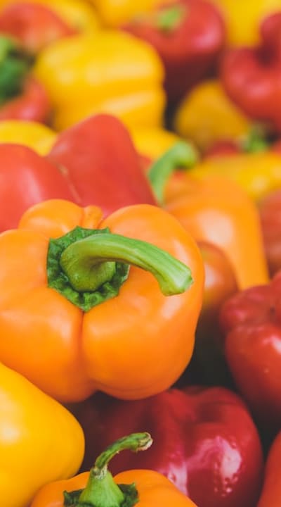 Planting bell pepper seeds for a successful harvest.
