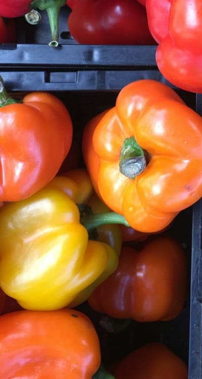 Saving bell pepper seeds for sustainable gardening.